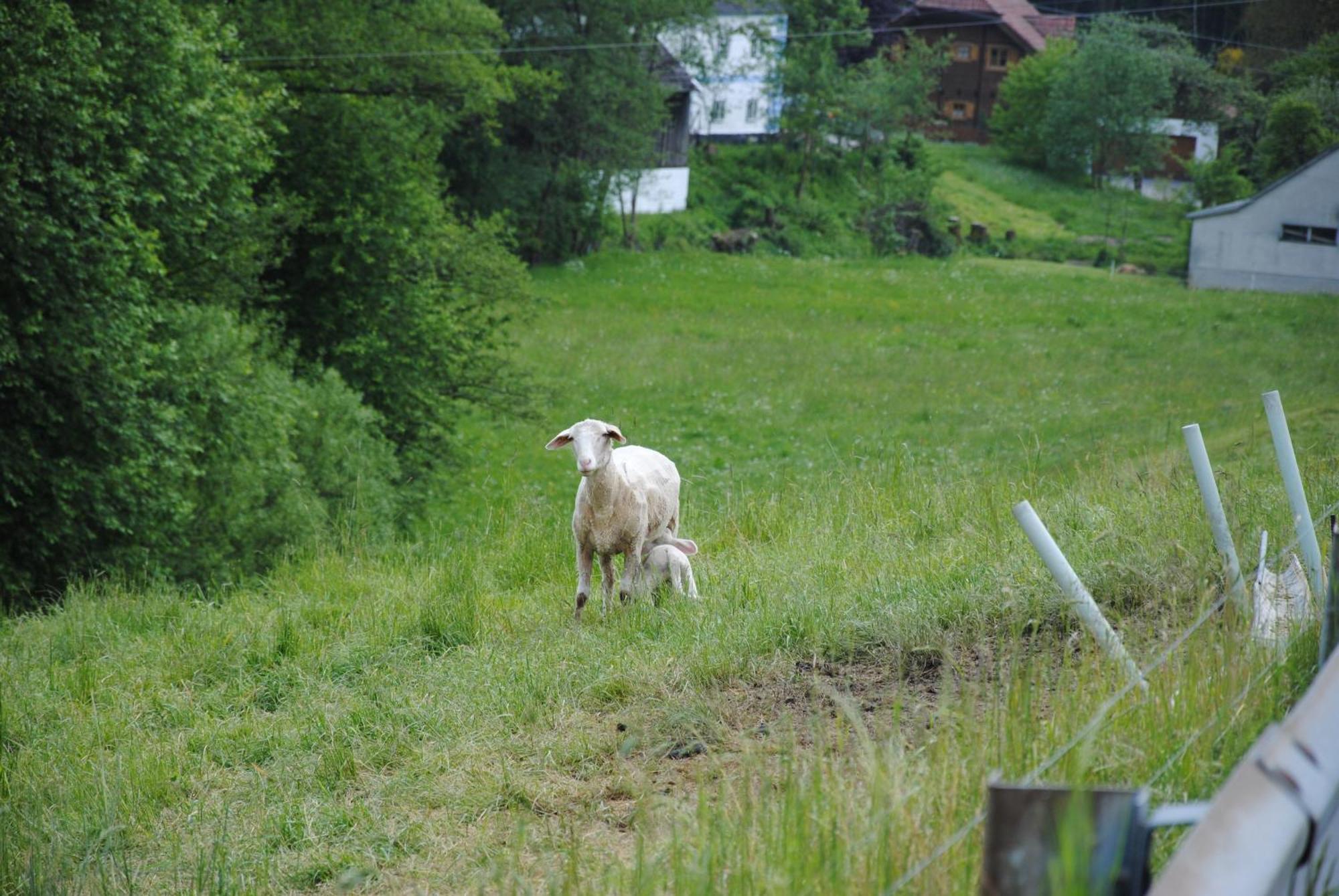 Landgasthof Seyrlberg Inn